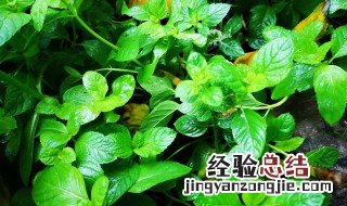 薄荷是什么季节才有的 薄荷是什么季节才有的呢
