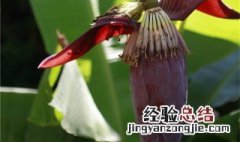芭蕉心怎么吃? 芭蕉心怎么弄的吃