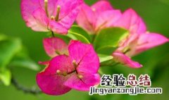 三角梅的功效与作用 三角梅的功效与作用百度百科