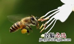 电杆里蜜蜂怎么收 不能收