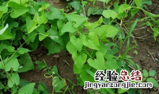 天仙藤的功效与作用及禁忌 天仙藤的功效与作用