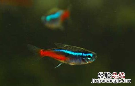 霓虹灯鱼怎么养 霓虹灯鱼和什么鱼混养