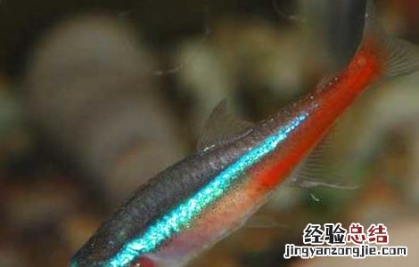 霓虹灯鱼怎么养 霓虹灯鱼和什么鱼混养
