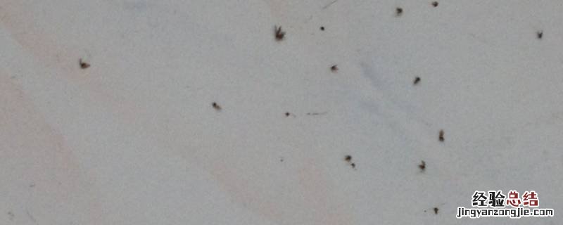 床上有小飞虫特别小怎么办 床边有小飞虫怎么办?