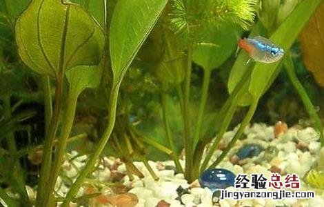 红绿灯鱼怎么养 红绿灯鱼怎么养颜色鲜艳