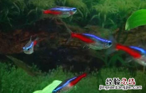 红绿灯鱼怎么养 红绿灯鱼怎么养颜色鲜艳
