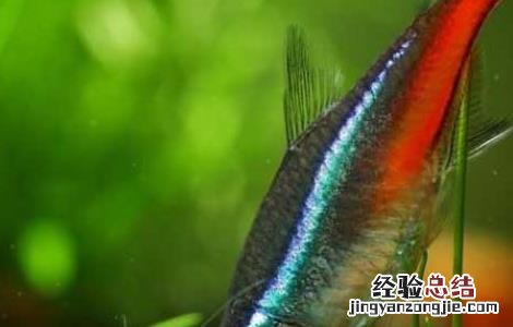红绿灯鱼怎么养 红绿灯鱼怎么养颜色鲜艳