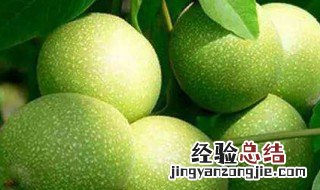 刚开的青皮怎么保存 保管青皮的方法