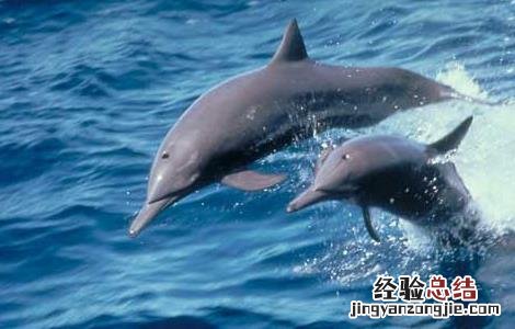 河豚吃什么食物 河豚吃什么食物视频 视频