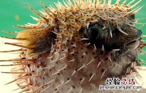 河豚鱼养殖技术视频 河豚鱼养殖技术