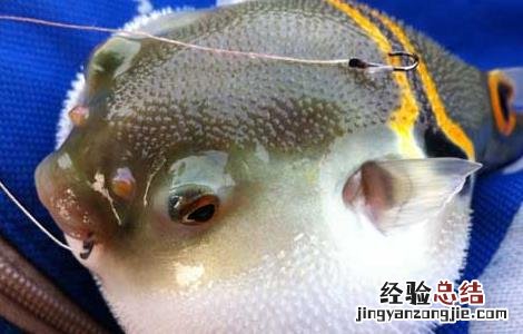 河豚鱼养殖技术视频 河豚鱼养殖技术