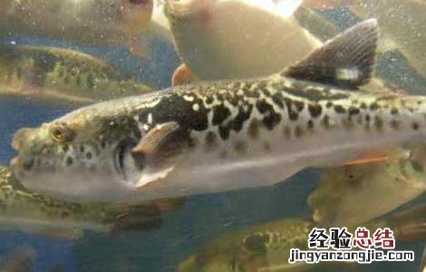 河豚鱼养殖技术视频 河豚鱼养殖技术