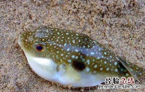 河豚鱼养殖技术视频 河豚鱼养殖技术