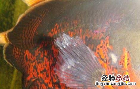 地图鱼如何繁殖图片 地图鱼如何繁殖