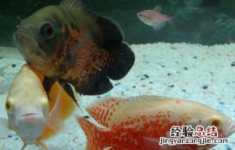 地图鱼如何繁殖图片 地图鱼如何繁殖