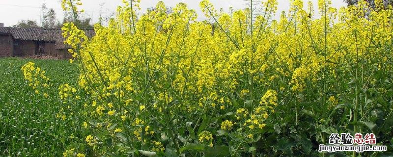 油菜播种时间,十月还能种吗 油菜播种时间,十月还能种吗