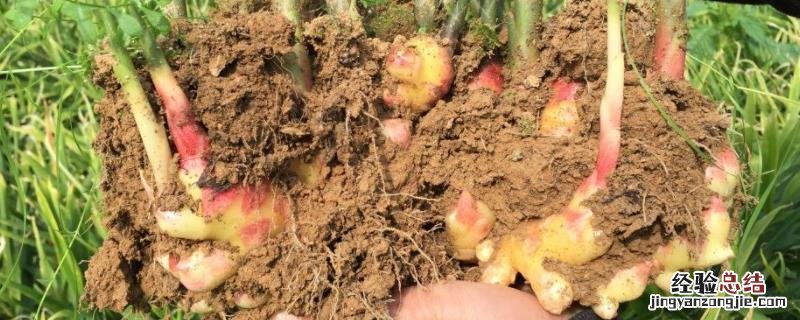 种姜10亩要多少成本,能赚多少钱 种10亩姜一年能赚多少