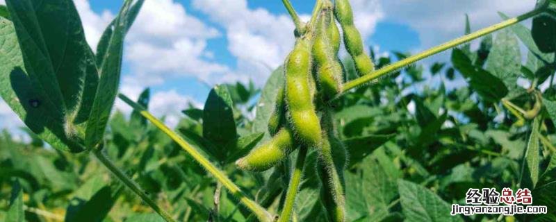 大豆的管理事项，与根瘤菌的关系是什么