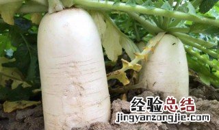 冬天吃萝卜有什么好处 冬天吃萝卜的好处介绍