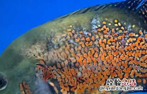 观赏鱼蒙眼病怎么治疗 地图鱼蒙眼病防治方法