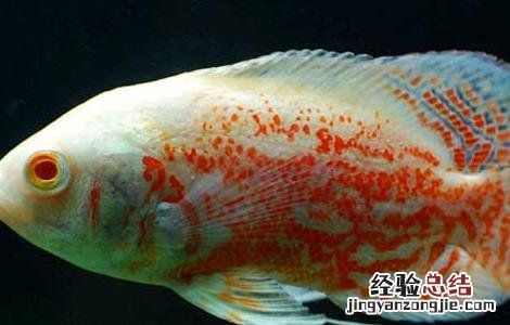 观赏鱼蒙眼病怎么治疗 地图鱼蒙眼病防治方法