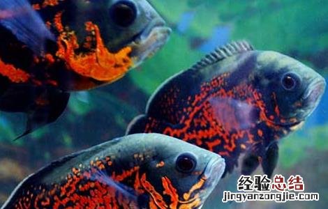 观赏鱼蒙眼病怎么治疗 地图鱼蒙眼病防治方法