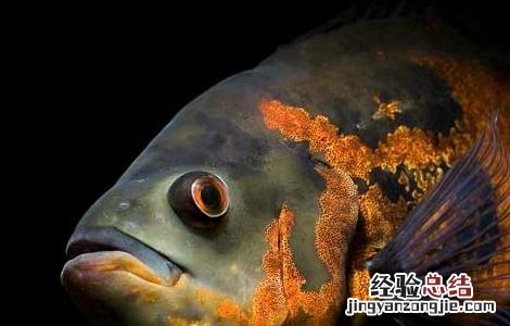 观赏鱼蒙眼病怎么治疗 地图鱼蒙眼病防治方法
