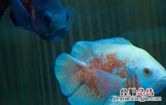 观赏鱼蒙眼病怎么治疗 地图鱼蒙眼病防治方法