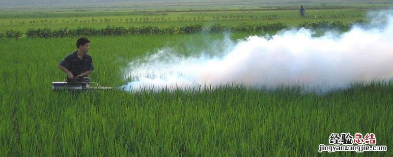 青菜虫害防治用什么药，不打药怎么除虫