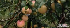 苹果摘袋后打什么杀菌药，几天可以摘苹果