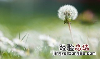 新摘的蒲公英怎么保存 如何保存新鲜的蒲公英