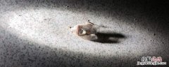 杀虫喷雾多久可以挥发完，杀虫喷雾瓶属于什么垃圾