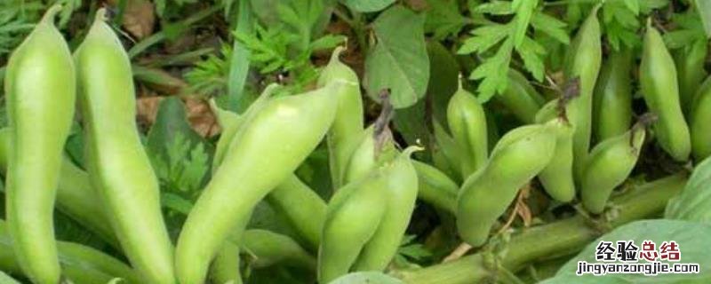 种蚕豆的株距和行距是多少，附蚕豆的种植技术与管理