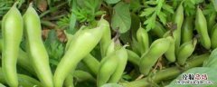 种蚕豆的株距和行距是多少，附蚕豆的种植技术与管理
