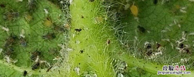 定虫脒能杀什么虫，作用和使用方法 定虫米是哪类农药