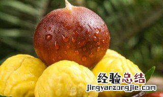 锥栗怎么保存 保存锥栗的方法