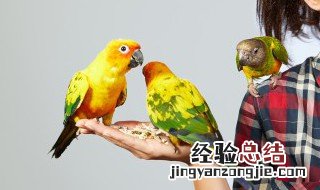 孵卵哺雏的拼音和解释 孵卵哺雏的拼音和解释是什么