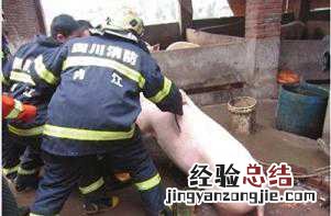 四川村民为救猪跳下粪坑中毒身亡 四川4人在自家化粪池中死亡,村民透露4名死者关系