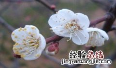 白梅花加玫瑰花功效 白梅花加玫瑰花功效作用