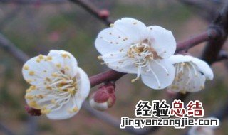 白梅花加玫瑰花功效 白梅花加玫瑰花功效作用