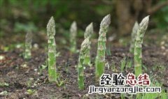 芦笋根的种植方法和时间 芦笋根的种植方法和时间大棚