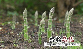 芦笋根的种植方法和时间 芦笋根的种植方法和时间大棚