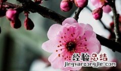 梅花泡水喝有什么功效与作用 梅花泡水喝有什么功效