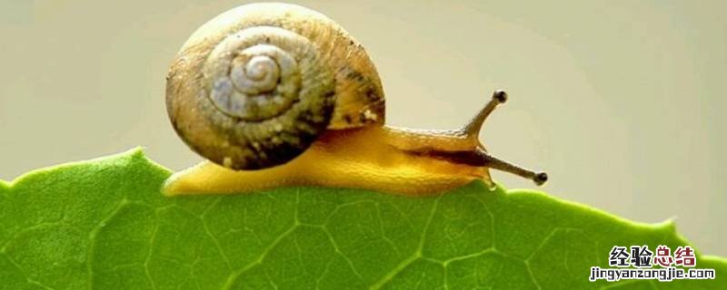 怎么吸引蜗牛出来 有什么办法让蜗牛出来