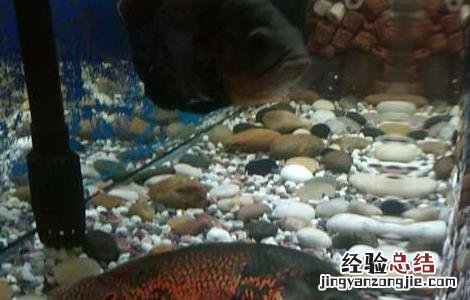 地图鱼吃什么鱼食好 地图鱼吃什么长得快