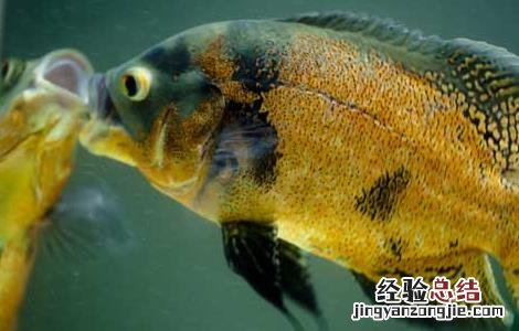 地图鱼吃什么鱼食好 地图鱼吃什么长得快