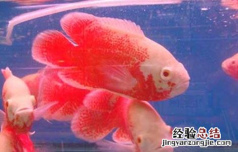 地图鱼吃什么鱼食好 地图鱼吃什么长得快