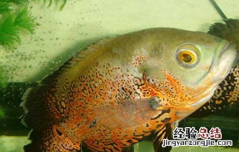 地图鱼吃什么鱼食好 地图鱼吃什么长得快