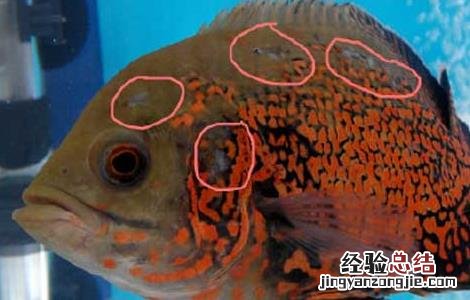 地图鱼水温多少合适 地图鱼水温度多少