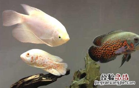 地图鱼水温多少合适 地图鱼水温度多少